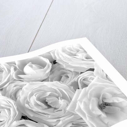 Full frame of roses by Assaf Frank